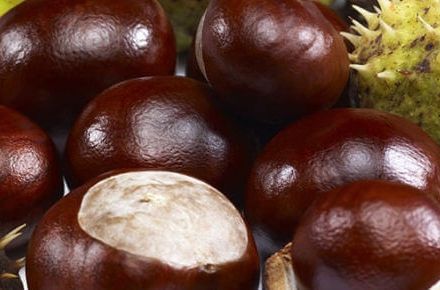 Sezona je kestena, ali oprez: Evo kako da prepoznate divlji kesten