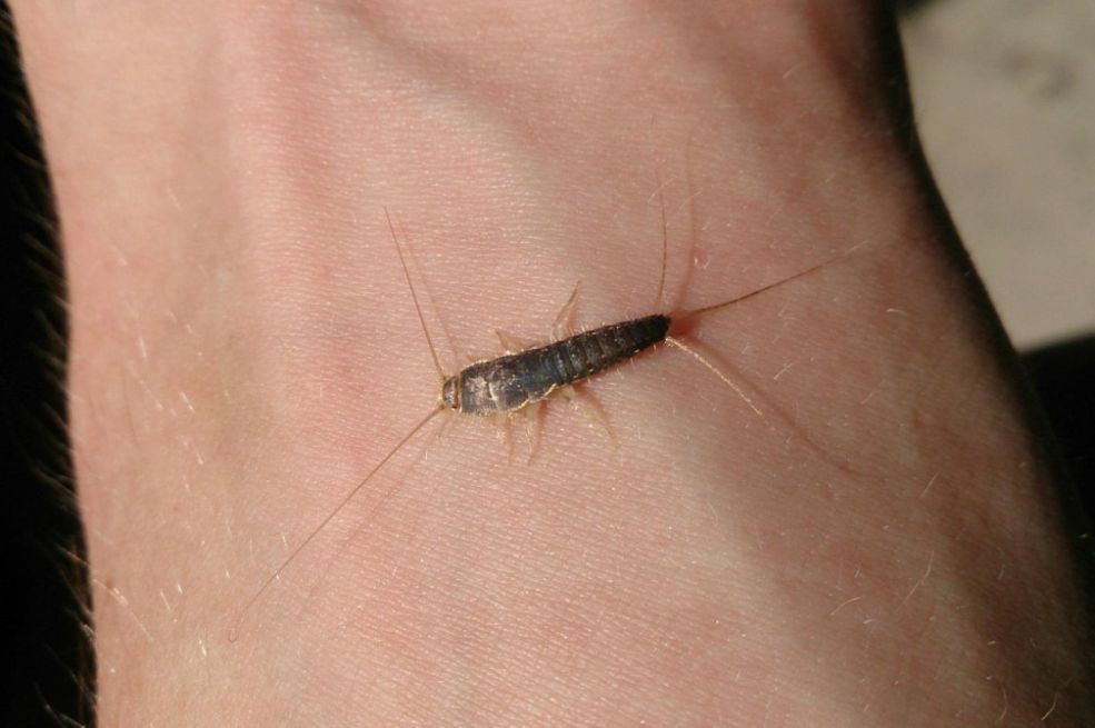 Ako ste u kući ugledali ovu bubu to je znak da u kući postoji ozbiljan problem