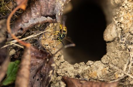 Divovski stršljenovi ubili oca i sina: 'Cijela tijela bila su im prekrivena, bilo je vrlo bolno'