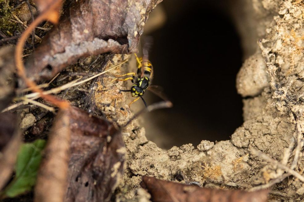 Divovski stršljenovi ubili oca i sina: 'Cijela tijela bila su im prekrivena, bilo je vrlo bolno'