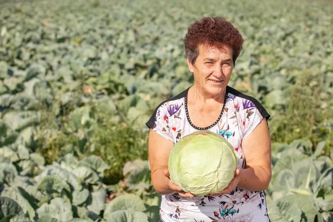 Ovako Slobodanka iz Futoga kiseli kupus: "Ljudi najčešće greše sa količinom soli,"