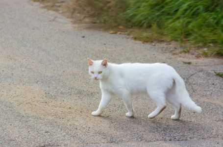 Šta znači kad vam bijela mačka pređe put: Vjeruje se da ima skrivenu poruku