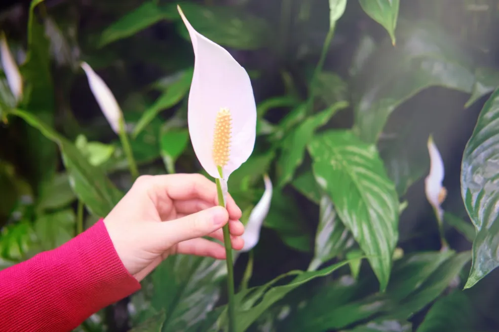 Uvela Spatifilum brzo će se oporaviti i procvjetati: Samo joj napravite ovu prirodnu smjesu