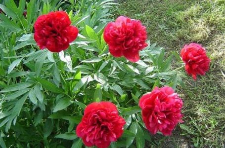 Biljka koja priziva SREĆU i blagostanje: Dom koji je ima uvijek je pod zaštitom