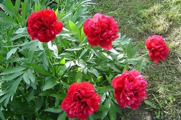 Biljka koja priziva SREĆU i blagostanje: Dom koji je ima uvijek je pod zaštitom