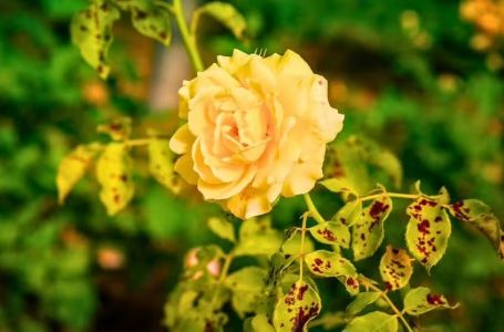 Ruže će ostati zdrave i bez bolesti tokom cijele zime ako sada odvojiš samo 10 minuta za ovaj posao