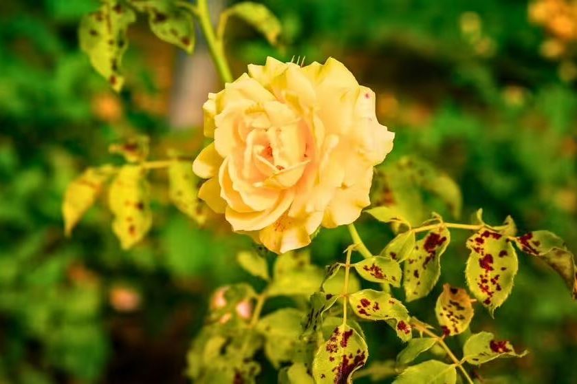 Ruže će ostati zdrave i bez bolesti tokom cijele zime ako sada odvojiš samo 10 minuta za ovaj posao