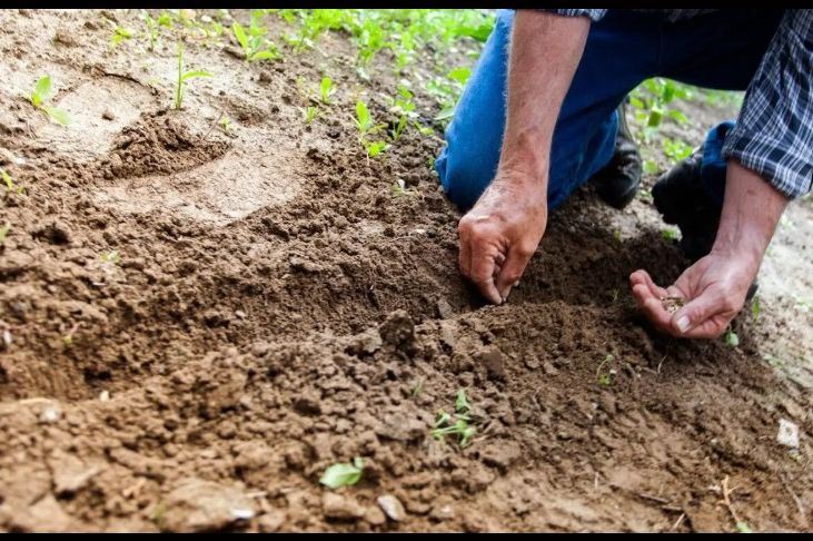 Koje biljke treba saditi u novembru za bogat rod na proljeće? Baštovani se kunu u ove 3 biljke!