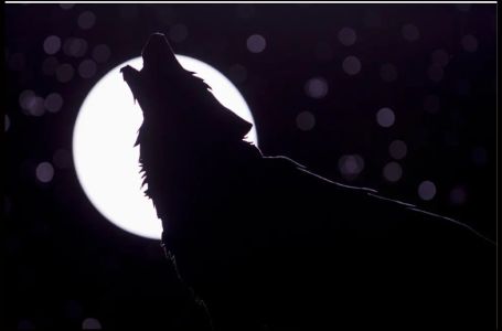 Dolaze nam „vučji dani“, a naš narod od davnina vjeruje da ovo nikako ne treba da se radi