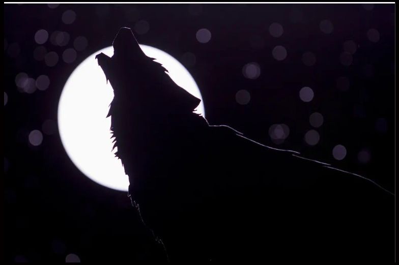 Dolaze nam „vučji dani“, a naš narod od davnina vjeruje da ovo nikako ne treba da se radi