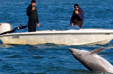 Delfin Mimo odbija napustiti prostor kod Trg Svetog Marka u Venecija