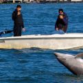 Delfin Mimo odbija napustiti prostor kod Trg Svetog Marka u Venecija