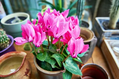 Pridržavajte se ova tri zlatna pravila: Ciklama vas neće razočarati izgledom