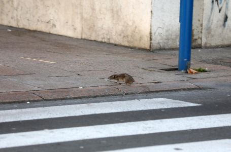 Neviđeno ponašanje prvi put zabilježeno u Europi: I naučnici ostali šokirani snimkama