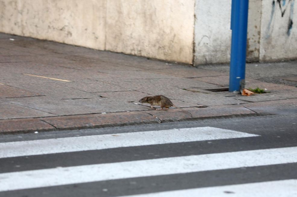 Neviđeno ponašanje prvi put zabilježeno u Europi: I naučnici ostali šokirani snimkama