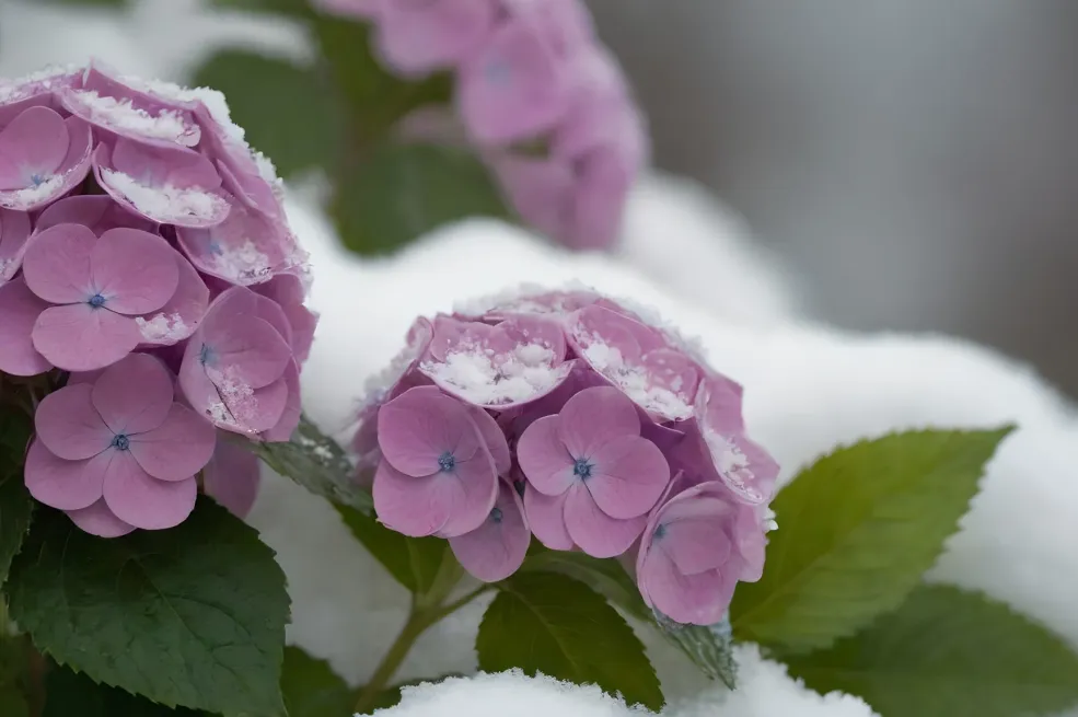 Evo šta možeš uraditi sa snijegom u vrtu: Tako ćeš ojačati biljke i pobrinuti se za tlo