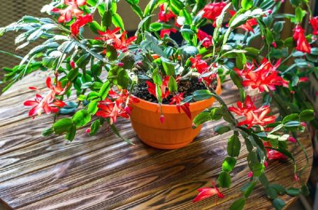 Evo kako se njeguje najljepši sobni cvijet u decembru: Božićni kaktus voli samo 1 mjesto u kući