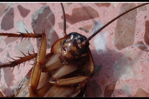 Bubašvabe bježe kao lude od ovoga: Samo ga stavite u kuhinju i ima da pobjegnu odmah