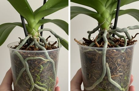 Samo voda nije dovoljna: Dodajte ovo u saksiju i orhideje će bujati kao lude