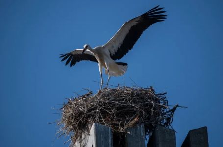 Stotine roda u blizini Madrida pronađeno mrtvo