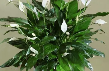 Spatifilum ili ljiljan mira neće uvenuti preko zime ako ovo stavite ispod saksije