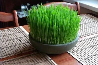 Evo kada je pravo vrijeme da posadite BOŽIĆNU PŠENICU da vam godina bude berićetna