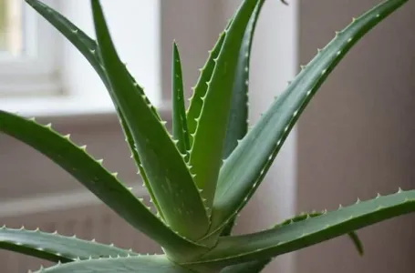Viralni trik uz koji će vam aloa cvjetati kao luda: Svi su oduševljeni