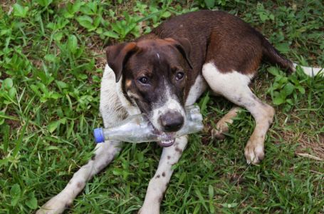 Šta znači kad vam pas donese slučajni predmet? To je važna poruka