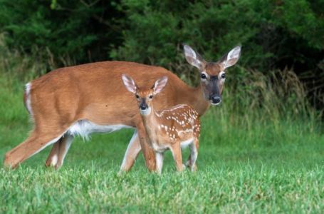 Znate li kako se zove mladunče košute: Nije lane