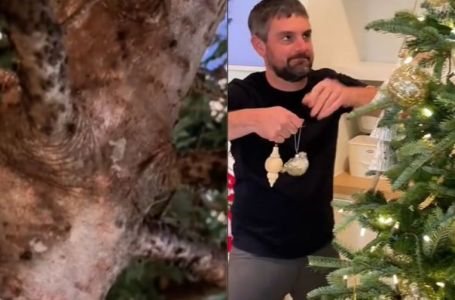 Kupili božićno drvce, ali brzo su ga bacili: Pogledajte šta je živjelo unutar krošnje