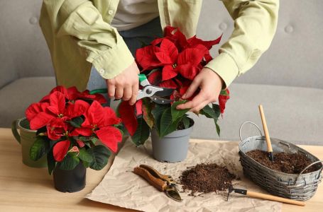 Ne bacajte božićne zvijezde u januaru: Uz ove savjete cvjetat će znatno dužee