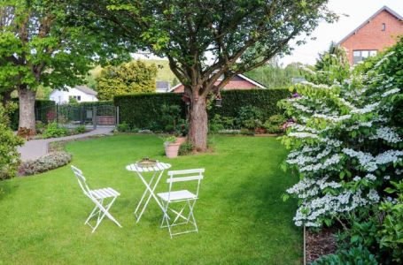 Imate li ovo drvo u dvorištu ili u blizini zgrade gdje živite? Vjeruje se da privlači bijedu u kuću