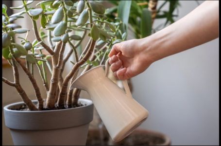 Što više buja, to više para stiže: Sipajte ova 2 sastojka u saksiju i krasula će rasti ludom brzinom