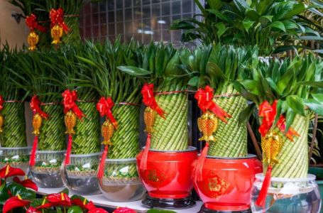 Obavezno unesite ove tri biljke u svoj dom u Novoj godini: Donose sreću, ljubav i prosperitet