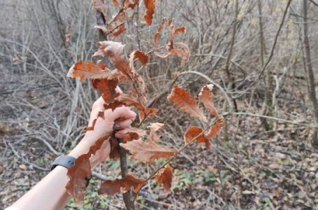 Evo kada se po pravilu ide po badnjak i zašto baš na taj dan