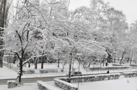 Evo ko je žena koju je ubilo drvo na Grbavici