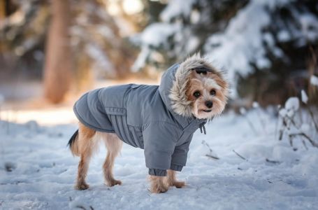 Treba li zimi oblačiti pse: Evo šta o tome misle veterinari