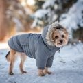 Treba li zimi oblačiti pse: Evo šta o tome misle veterinari