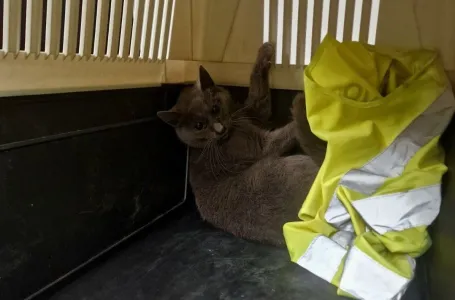 Lijepe vijesti: Nakon dvije sedmice na aerodromu u Sarajevu pronađena izgubljena mačka