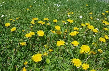 Svi ga čupaju kao korov, a čisti jetru kao buldožer: Jači je od limuna i raste u svakom travnjaku