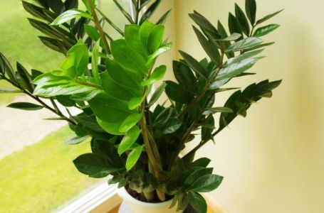 Zamija raste brže, privlači sreću i bogatstvo: Treba joj samo sipati ovaj tajni eliksir