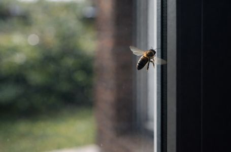 Ako vam se pčela zadržava oko kuće to nikako nije slučajno: Evo šta to govori o vašem domu