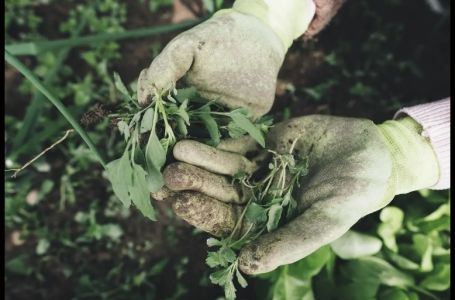 Nema više čupanja korova: Na proljeće samo pospite 1 namirnicu po njemu i biće trajno uništen