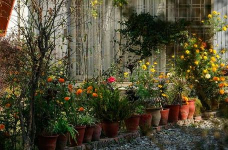 EU uvodi zabranu plastičnih saksija za biljke koje se prodaju u trgovinama