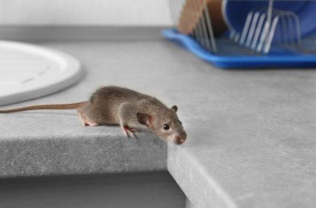 Riješite se miševa bez otrova: Moja baka stavi ovo ispred kuće i više ne dolaze