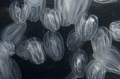 Grad na Jadranu pod najezdom proždrljive invazivne vrste: Evo o čemu se radi