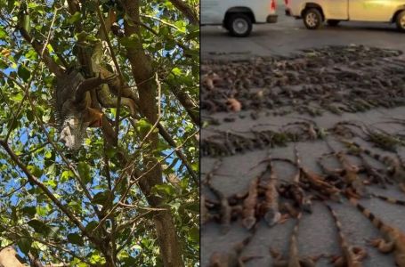 Kiša iguana: "Hiljade smrznutih životinja padaju s neba"