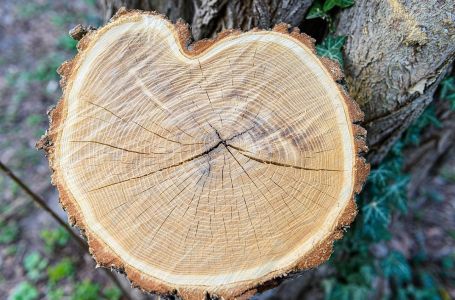 Ovako ćete bez muke da uklonite panj iz dvorišta
