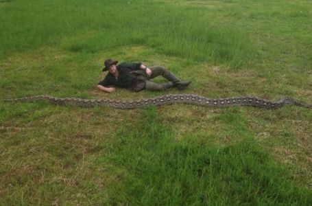 Pogledajte kako izgleda najduža zmija ikada