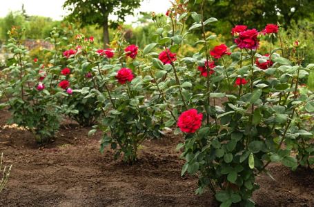 Obavezno ovaj prah pospite po ružama u februaru: Svi ga imamo u kući, bujaće cijelo ljeto